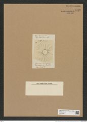 Actiniscus vicenarius Ehr. (de-Toni-Nr.: Genus 149, Species 4176) Zeichnungen Sammlung Grunow Nr. 7722 (NHMW-BOT-W0376932)